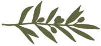An olive branch illustration with simple, olive-green leaves along a stem, on a transparent background, resembling a decorative botanical motif.